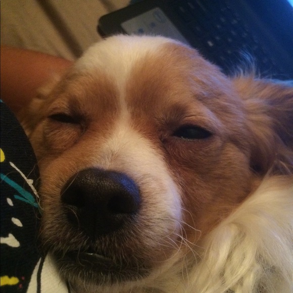 Meet your Posher, Amelia - Picture 1 of 1